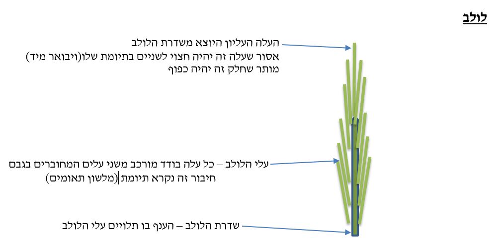 לולב - למען שמו-נה באהבה